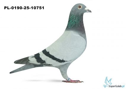 PL-0190-25-10751 WG Rejon VI Poznań