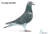 PL-0190-25-9067