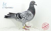 PL-0191-19-3829