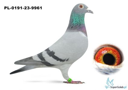 PL-0191-23-9961 + PL-0191-23-9923 -dwie samice