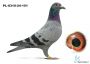 PL-0192-18-1204 + gratis PL-0310-24-151