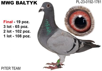 PL-0192-23-1781: Piter Team, 87. Lotnik, m in 65m, 19m z FINAŁU Gołąb z hodowli: Piter Team. 87 Lotnik