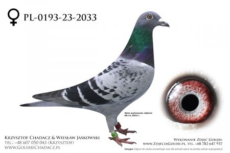 PL-0193-23-2033 - Jawor x Pałka (5071, Generał)