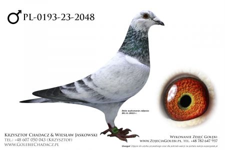 Pl-0193-23-2048 - gołąb lotowany - Pałka(1360, Generał) x Gurgul (linia Olimpijczyków)