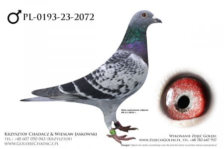 PL-0193-23-2072 - CH Europa (Red Bullens, Fieneke 5000, Eurostar oraz Superstar)