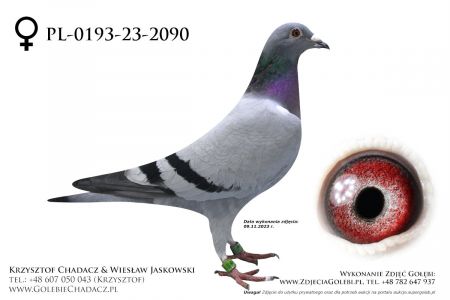 PL-0193-23-2090 - Gurgul (Olimpijczyk z Nitry) x Pałka (Generał, 1360, 261)