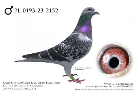 PL-0193-23-2152 - Mędrysa x Zobel (Olimpijczyk)