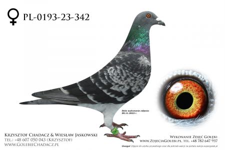 PL-0193-23-342 - Mędrysa x Zobel (Olimpijczyk)