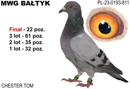PL-0193-23-811: Czester Tom, 57. Lotnik, m in 32m, 35m, 61m, 22m z FINAŁU Gołąb z hodowli: Czester Tom. 57 Lotnik