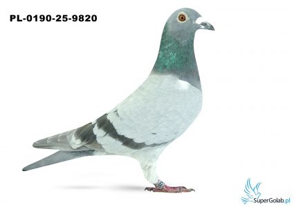 PL-0193-25-6253  32. OKRĘG KOSZALIN 