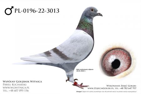 PL-0196-22-3013: Piwowarczyk A i E, min 60m Gołąb z hodowli: Piwowarczyk A i E