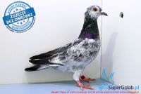 PL-0198-17-250