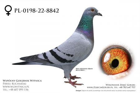 PL-0198-22-8842: Gorka Marian, 62 Lotnik min 81m, 44m, 79m Gołąb z hodowli: Gorka Marian