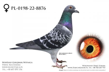 PL-0198-22-8876: Gorka Marian Gołąb z hodowli: Gorka Marian
