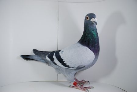 PL-02-17-16314 Heinz Meier