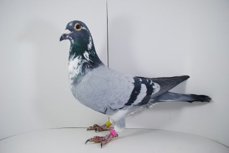 PL-02-19-9499 Syn Olipmijczyka 11x1 konk