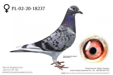 PL-02-20-18237 - prawdopodobnie samiczka
