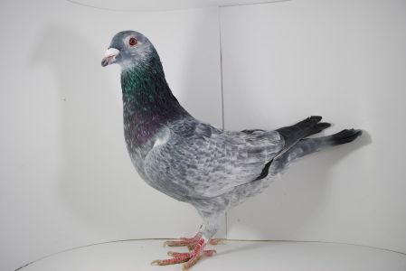 PL-02-20-488 Syn M.T.M. Pałka