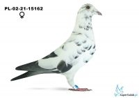 PL-02-21-15162