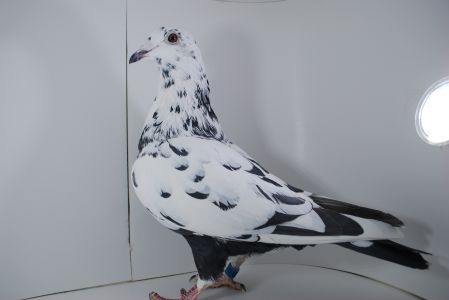 PL-02-21-15235 Tygrys