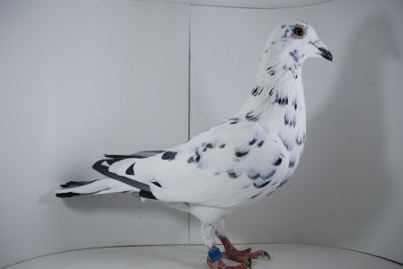 PL-02-21-15254 org. Leszek Pielesiak