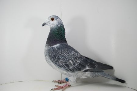 PL-02-21-15309 Pitbull