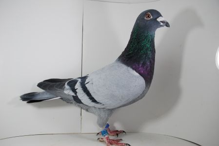 PL-02-21-22272 Wnuk Olimpijki 3001 Marciszewscy