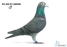 PL-02-21-22946