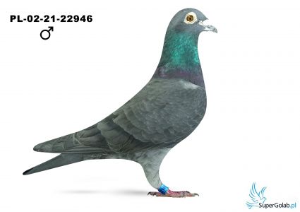 PL-02-21-22946