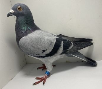 PL-02-21-2709 Baranowski x Rothe (Syn Super 6610 x Wnuczka Rudego)