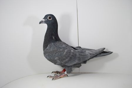 PL-02-22-3513 Baranowscy