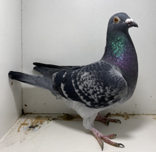 PL-02-22-4963 Baranowscy x Baranowscy