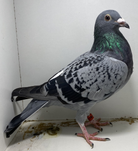 PL-02-22-4980 Baranowscy x Smolewski  Rodzeństwo 1,2,3,3 konkurs na oddział