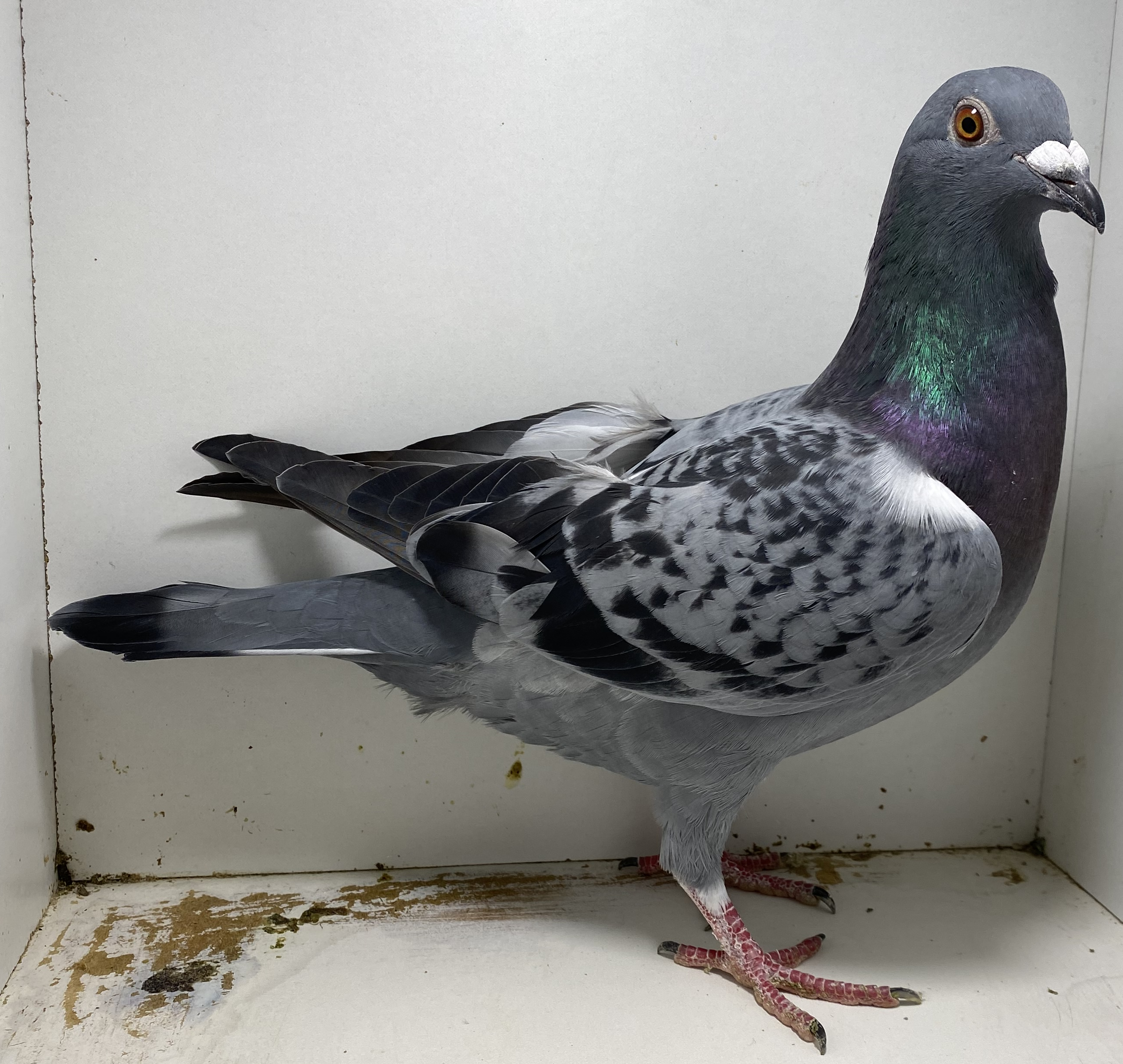 ibuki　0308 PL-02-22-4983 Trzaska x Smolewski - Profesjonalny portal