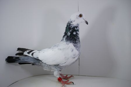 PL-02-22-5735 Tygrys