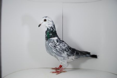 PL-02-22-5765 PITBULL