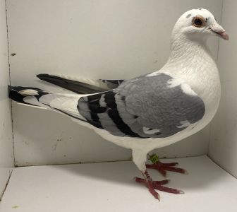 PL-02-23-17134 Trzaska x Trzaska ( Mustang, Dikke Argenton, Brzydal, Shakira, Olympic Electro)