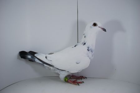 PL-02-23-5426 Wnik Olimpijczyka 11x1 konk