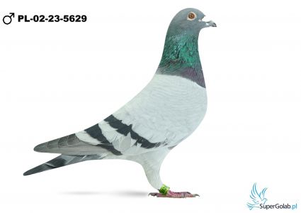 PL-02-23-5629