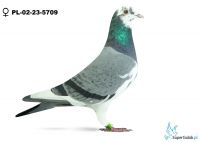 PL-02-23-5709