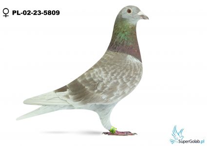 PL-02-23-5809
