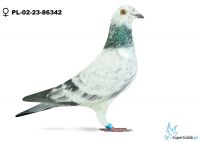 PL-02-23-86342
