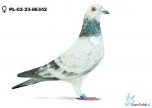 PL-02-23-86342