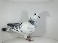 PL-02-25-6667 PITBULL