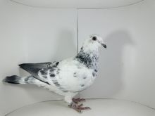 PL-02-25-6667 PITBULL