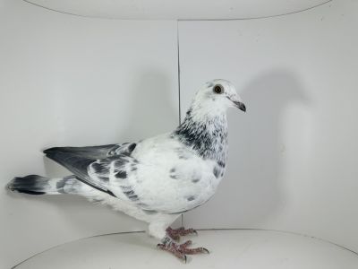 PL-02-25-6667 PITBULL