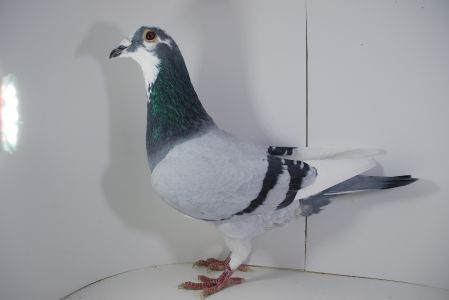 PL-02-25-85 Marciszewscy