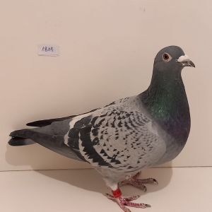 PL-020-17-1811 Org. Karol Paszek