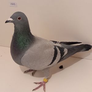 PL-020-17-1843 Org. Karol Paszek