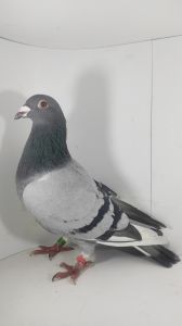 PL-020-18-2181 org. Karol Paszek